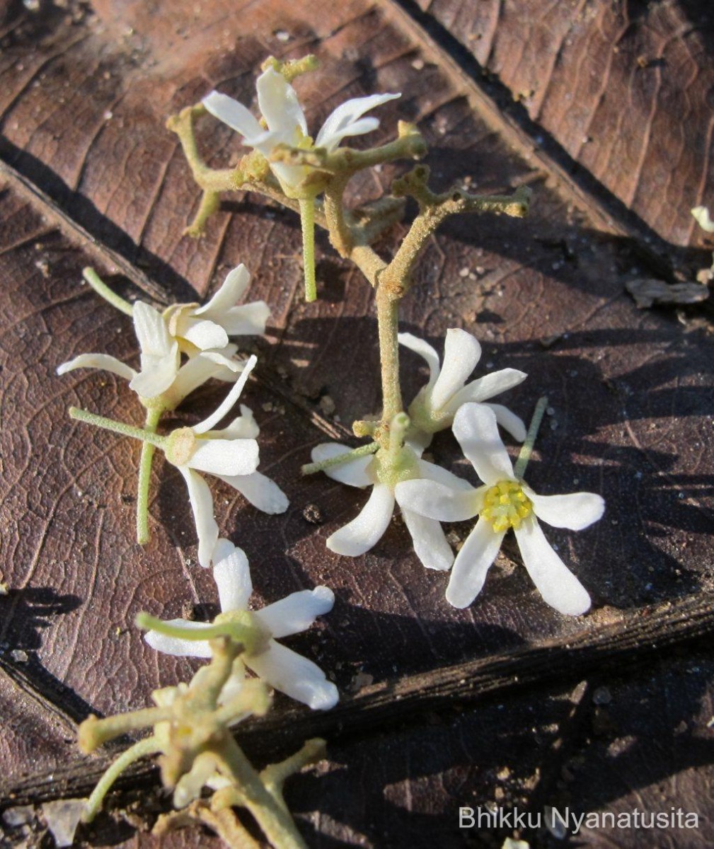 Aleurites moluccanus (L.) Willd.